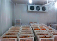 البصل / الطماطم التخزين البارد غرفة حسب الطلب الحجم مع وحدة التكثيف